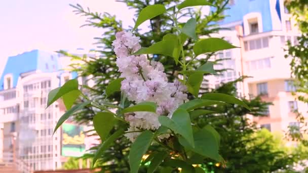 Fioritura Fiori Parco Durante Giorno — Video Stock