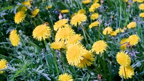 Квітучі Квіти Парку Вдень — стокове відео