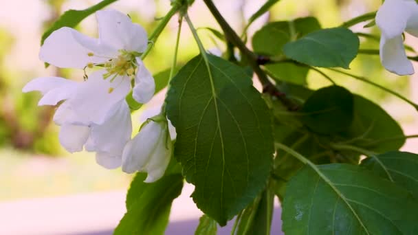 Bloeiende Bloemen Park Overdag — Stockvideo