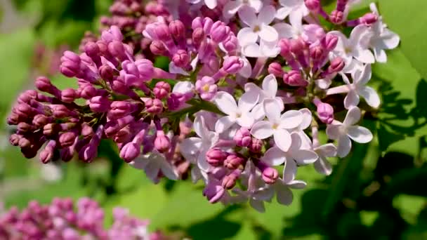 Крупный Снимок Фиолетовых Цветов Дневное Время — стоковое видео