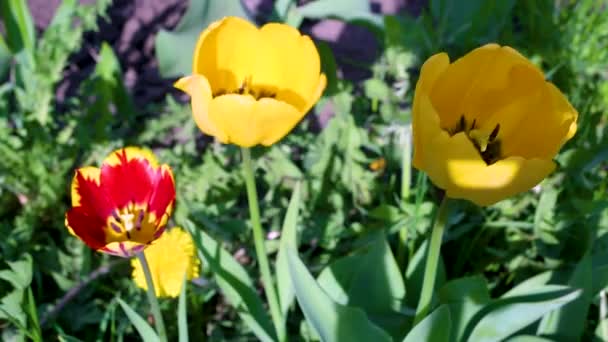 Flores Florecientes Parque Durante Día — Vídeos de Stock