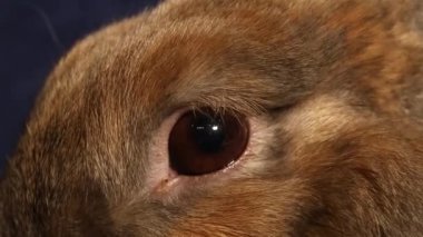 tavşan görünümü siyah arka plan üzerine kadar kapatın