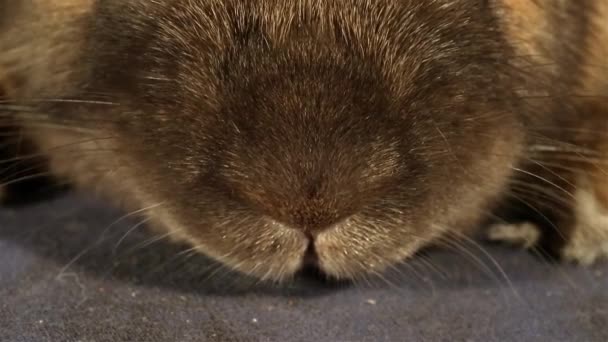 Nahaufnahme Von Kaninchen Auf Schwarzem Hintergrund — Stockvideo