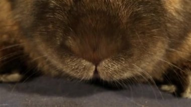 tavşan görünümü siyah arka plan üzerine kadar kapatın