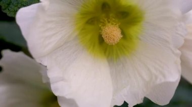 hollyhocks Garden gündüz görünümü