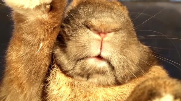 Крупним Планом Вид Кролика Чорному Тлі — стокове відео