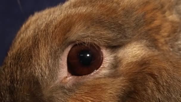 Tavşan Görünümü Siyah Arka Plan Üzerine Kadar Kapatın — Stok video