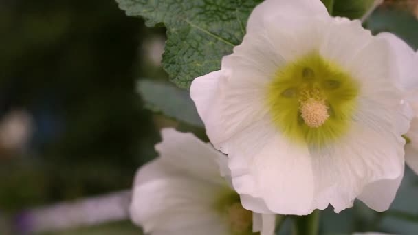 Hollyhocks Garden Gündüz Görünümü — Stok video