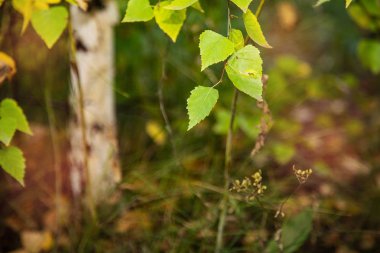 Ormanda yeşil yapraklar