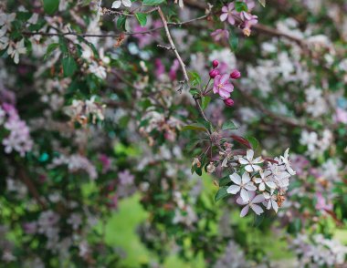 ağaç dalı üzerinde çiçek açan mor çiçekler 