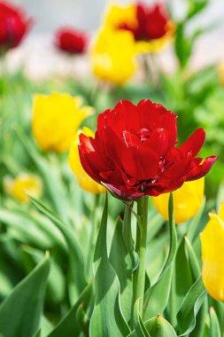 Gündüzleri çayırda lale çiçekleri
