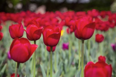 Gündüzleri çayırda lale çiçekleri