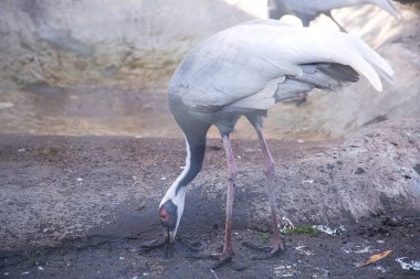 arka planda hayvanat bahçesinde güzel kuş, yakın