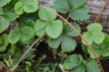 Bahçede yeşil yapraklar