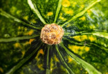 Beyaz arka planda ham taze papaya