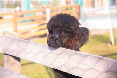 arka planda çiftlikte güzel alpaka