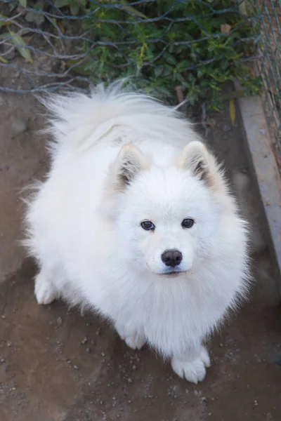 背景に美しい白い犬 クローズアップ — ストック写真