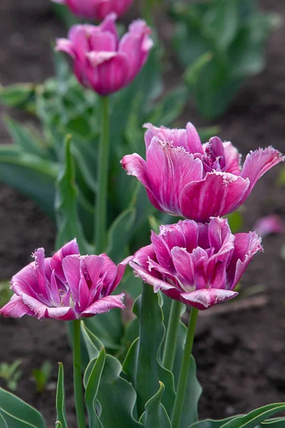 Цветы Тюльпана Лугу Дневное Время — стоковое фото