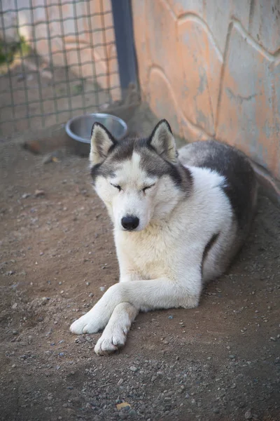 動物園でシベリアハスキー犬 — ストック写真