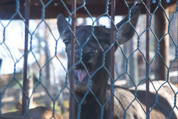 背景に動物園の茶色の動物 クローズアップ — ストック写真