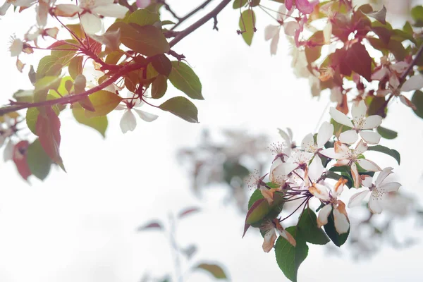 Fialový Květ Kvetoucí Větev — Stock fotografie