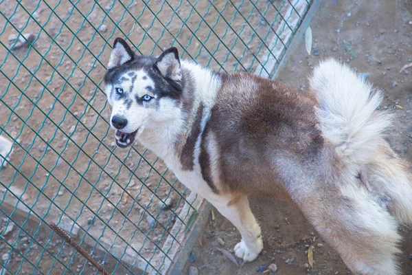 動物園でシベリアハスキー犬 — ストック写真