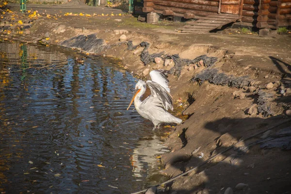Pássaro Branco Pelicano Lagoa — Fotografia de Stock