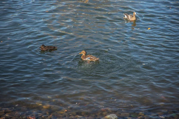 Dzikie Kaczki Zewnątrz Pływające Powierzchni Jeziora Wody Parku Ciągu Dnia — Zdjęcie stockowe