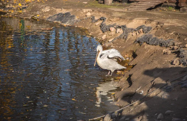 Pelikan Biały Ptak Stawie — Zdjęcie stockowe