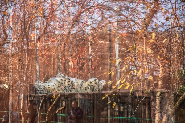 Портрет Красивого Леопарда Зоопарку — стокове фото