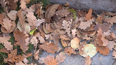 park arka planda sonbahar yaprakları