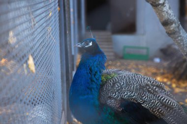 hayvanat bahçesinde mavi tavus kuşu