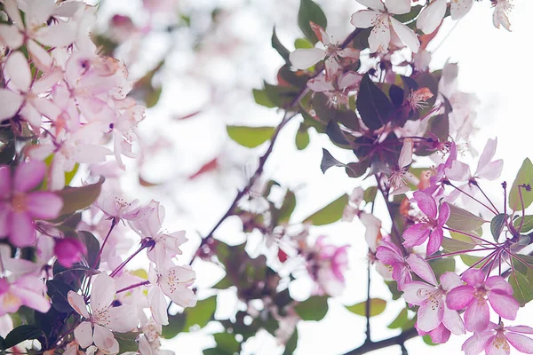 Flores Púrpuras Que Florecen Rama Del Árbol —  Fotos de Stock