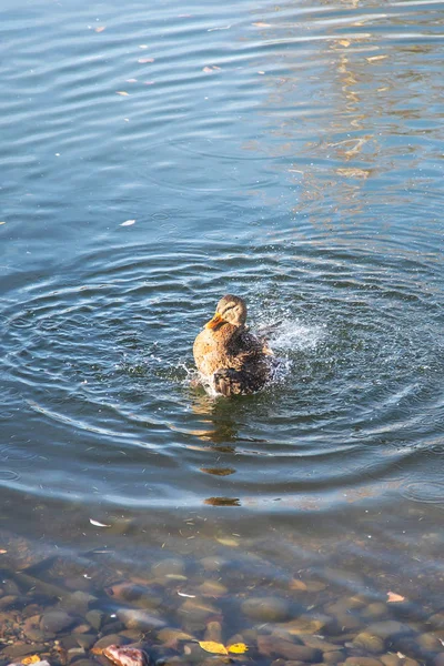 Pato Selvagem Livre Flutuando Superfície Água Lago Parque Durante Dia — Fotografia de Stock