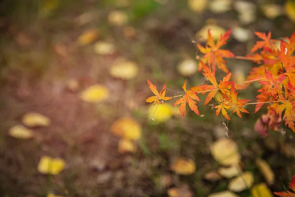 Autumn Leaves Garden — Stock Photo, Image