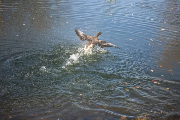 Dzika Kaczka Świeżym Powietrzu Pływająca Powierzchni Jeziora Parku Ciągu Dnia — Zdjęcie stockowe
