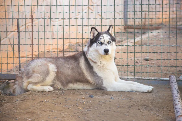Cão Husky Siberiano Zoológico — Fotografia de Stock