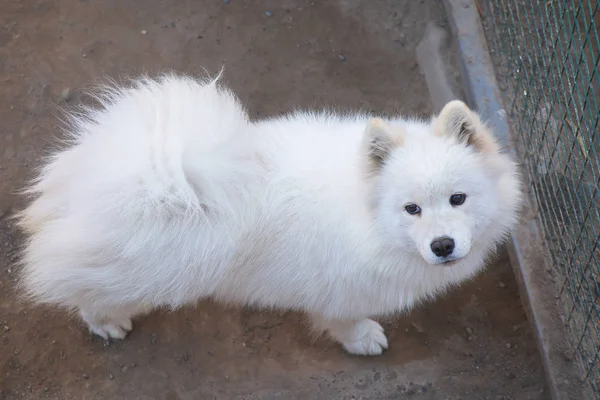 背景に美しい白い犬 クローズアップ — ストック写真