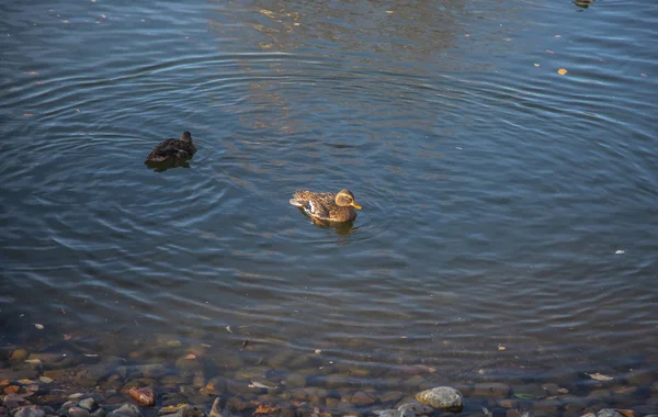 Dzikie Kaczki Zewnątrz Pływające Powierzchni Jeziora Wody Parku Ciągu Dnia — Zdjęcie stockowe