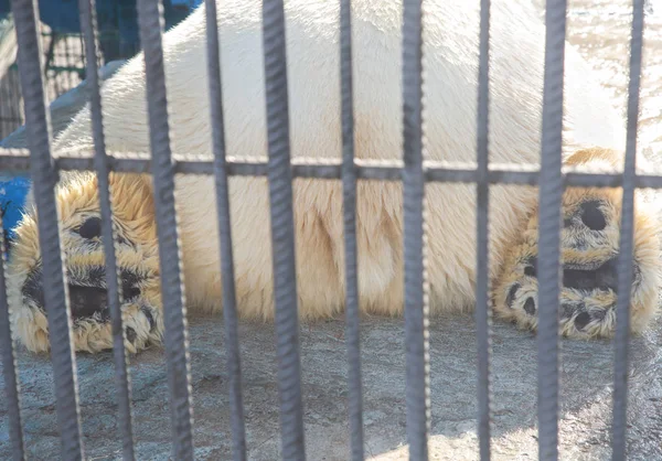 動物園で美しい白いクマ — ストック写真