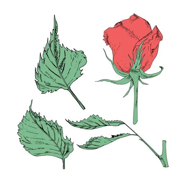 Vektor illustration i form av blommor av rosor och blad av olika former på en vit bakgrund. Röda rosor och gröna blad Doodle ritning. — Stock vektor