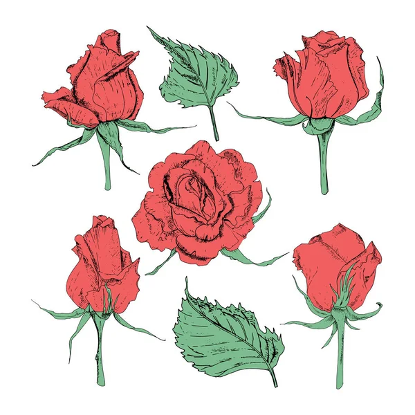 Ilustracja wektorowa w postaci kwiatów róż i liści o różnych kształtach na białym tle. Czerwone róże i zielone liście Doodle rysunek. — Wektor stockowy