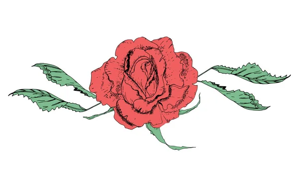 Vektor illustration i form av blommor av rosor och blad av olika former på en vit bakgrund. Röda rosor och gröna blad Doodle ritning. — Stock vektor