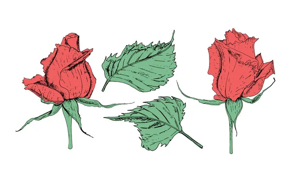 Vektor illustration i form av blommor av rosor och blad av olika former på en vit bakgrund. Röda rosor och takfoten Doodle ritning. — Stock vektor