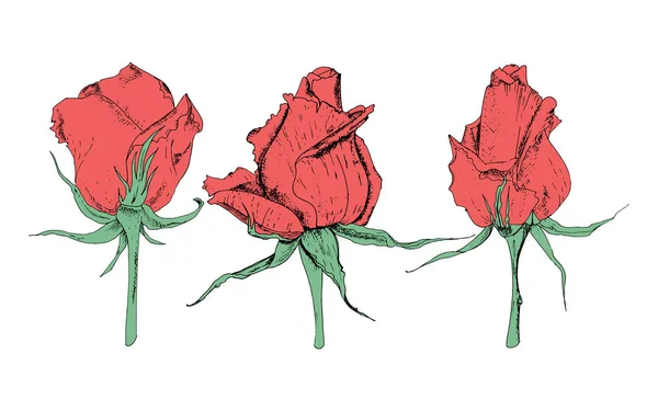Vektor illustration i form av blommor av rosor och blad av olika former på en vit bakgrund. Röda rosor och löv Doodle ritning. — Stock vektor
