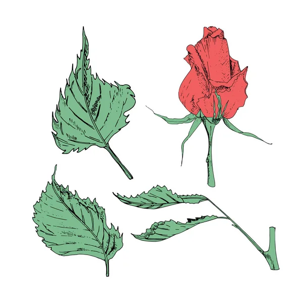 Vektor illustration i form av blommor av rosor och blad av olika former på en vit bakgrund. Röda rosor och gröna blad Doodle ritning. — Stock vektor