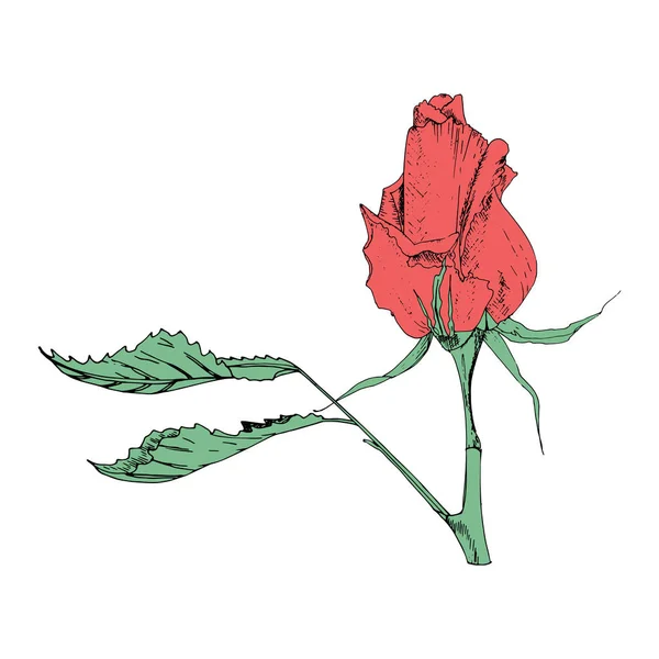 Vektor illustration i form av blommor av rosor och blad av olika former på en vit bakgrund. Röda rosor och löv Doodle ritning. — Stock vektor