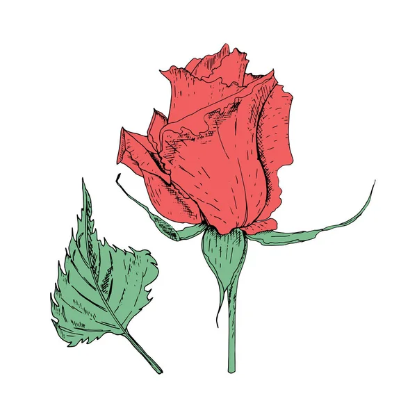 Vektor illustration i form av blommor av rosor och blad av olika former på en vit bakgrund. Röda rosor och löv Doodle ritning. — Stock vektor