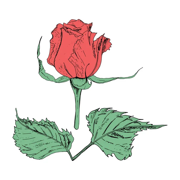 Vektor illustration i form av blommor av rosor och blad av olika former på en vit bakgrund. Röda rosor och löv Doodle ritning. — Stock vektor