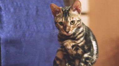 Oturan ve dairede bir sandalyeye bakıyor Bengal yerli Soyağacı kedi video.